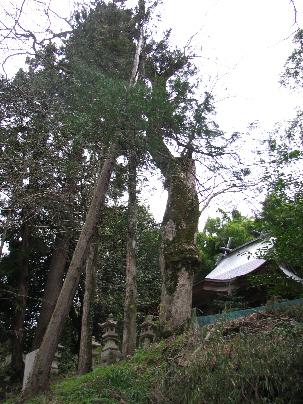 木屋艮神社のムク 木屋艮神社のムク