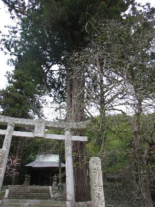 木屋艮神社のスギ 木屋艮神社のスギ