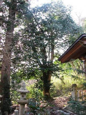 木屋艮神社のヤブツバキ