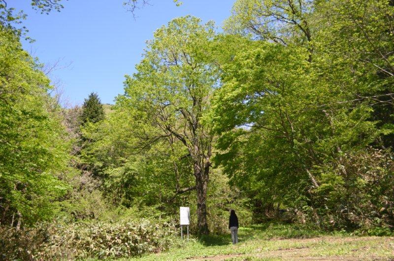 和南原のウワミズザクラ 和南原のウワミズザクラ