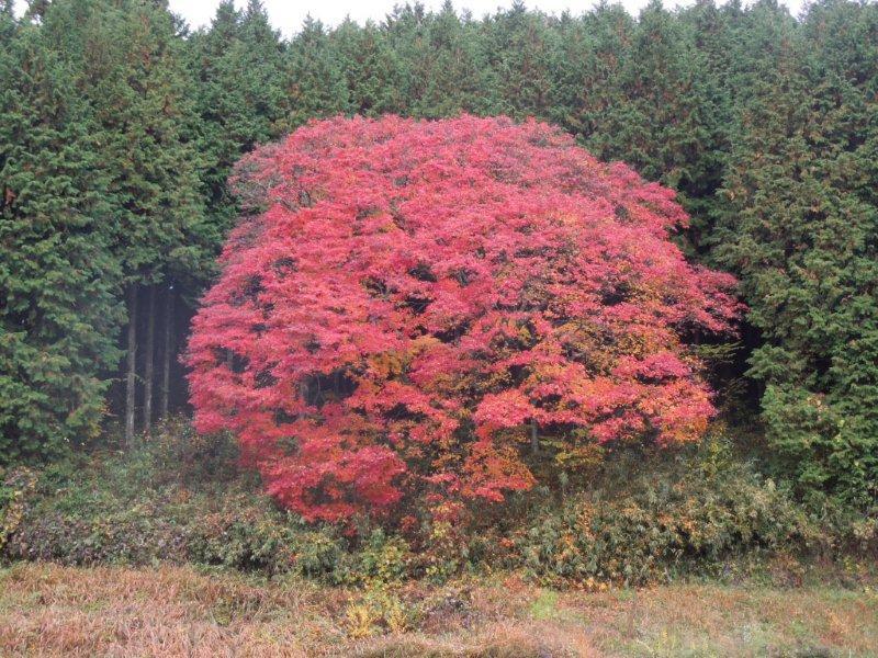 帝釈宇山のオオモミジ