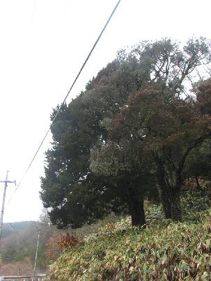 帝釈宇山のシンパク 帝釈宇山のシンパク