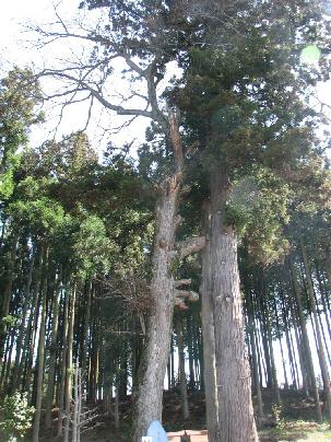 山根荒神社のシナノキ 山根荒神社のシナノキ