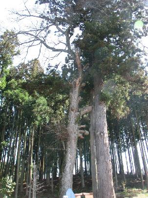 山根荒神社のシナノキ