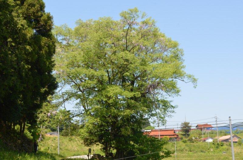 八面荒神社の大ふじ