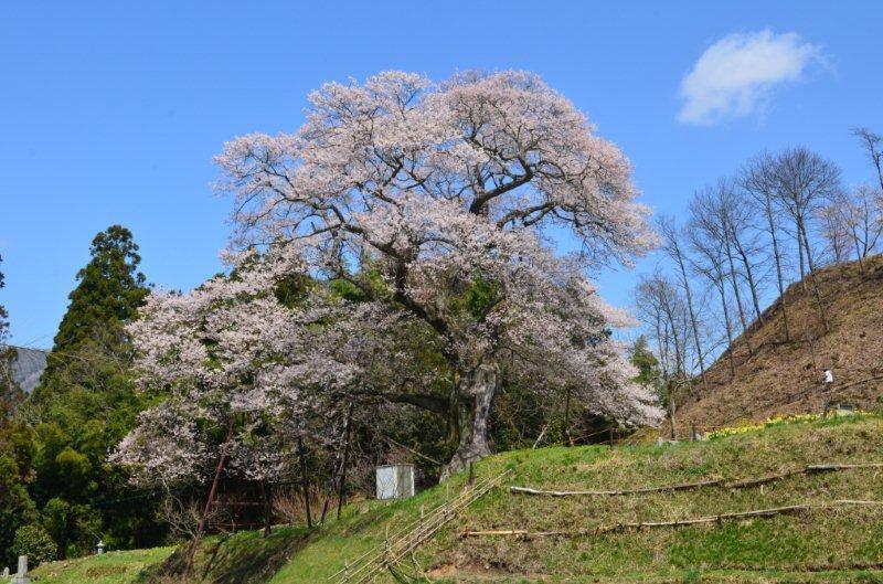 小奴可の要害桜