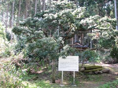 横目堂のイチイ 横目堂のイチイ