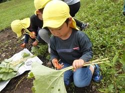 食育活動 ふき取り.jpg