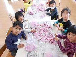 八重桜の花を摘んで、塩漬けにします.jpg
