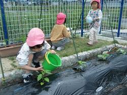 6月栽培活動2.JPG