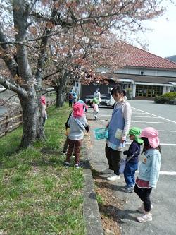 4月桜2.JPG