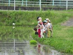 散歩(田んぼの生き物探し).jpg