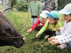 散歩(牛の見学).jpg
