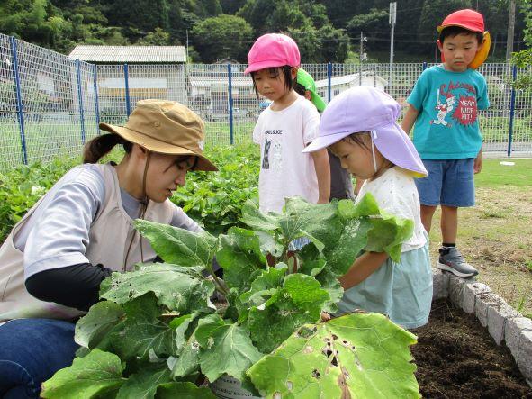 9月菜園活動(収穫)コピー.JPG