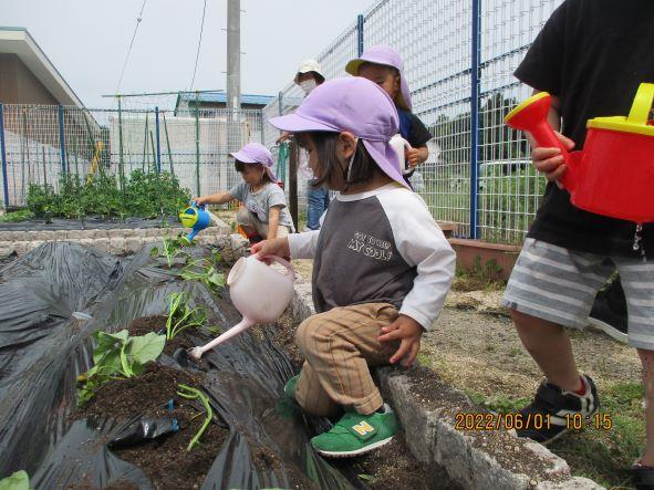 6月菜園活動(植付)コピー.JPG
