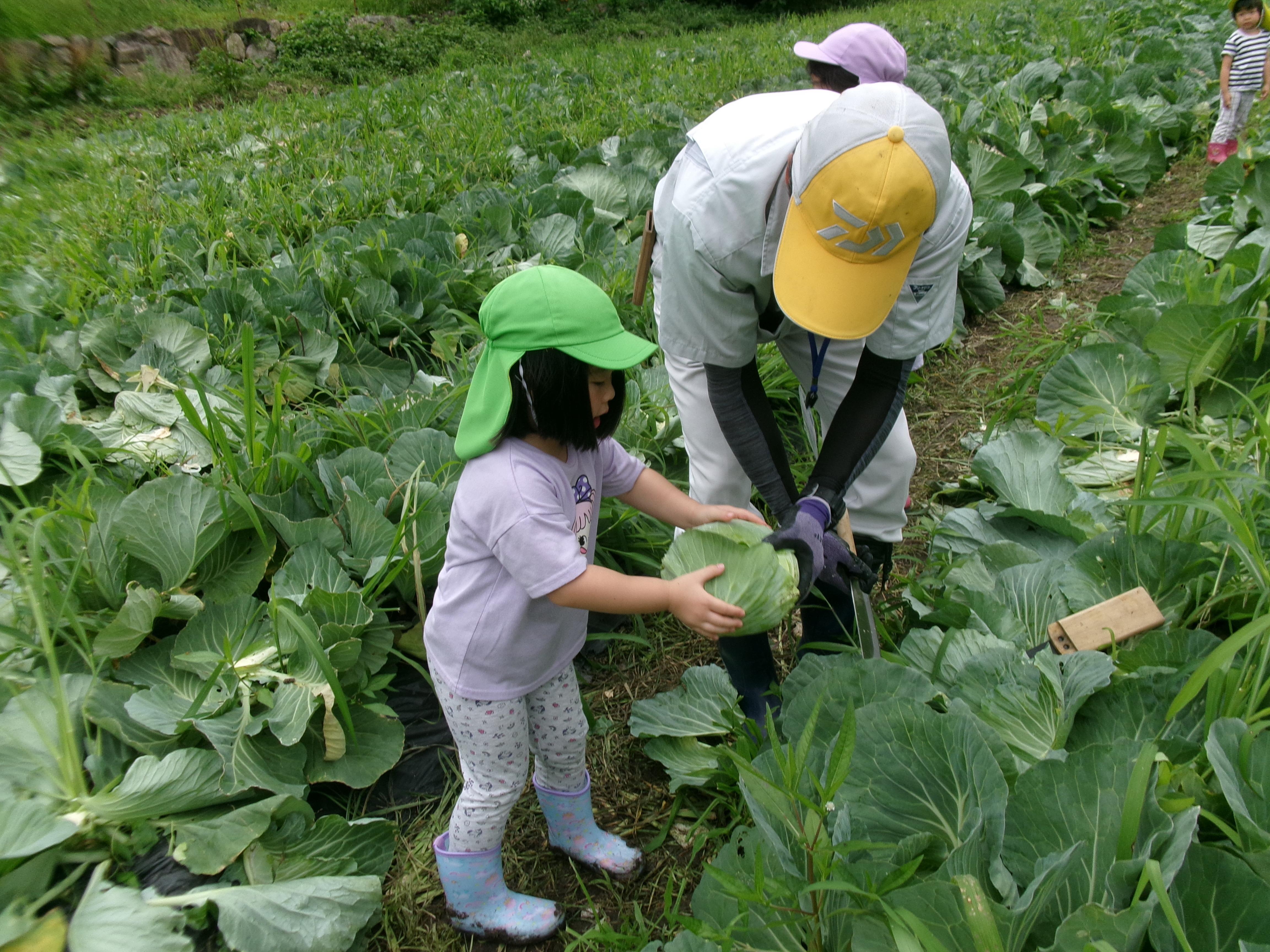 野菜の収穫