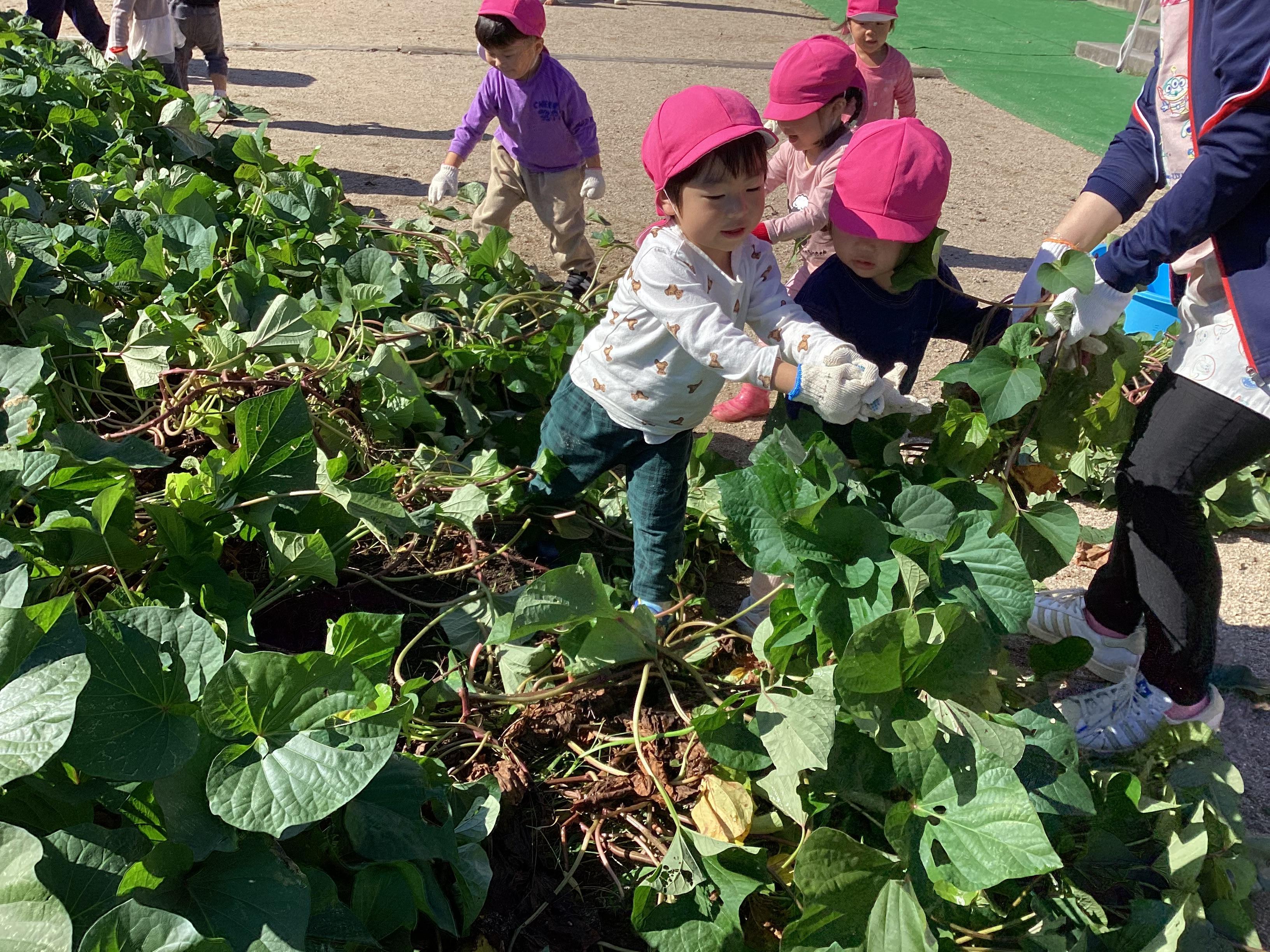 8園庭の芋ほり頑張ったよ.JPG