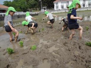 田植え.jpg