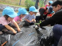 6月サツマイモ苗植え(JAひろしま庄原後援）.JPG