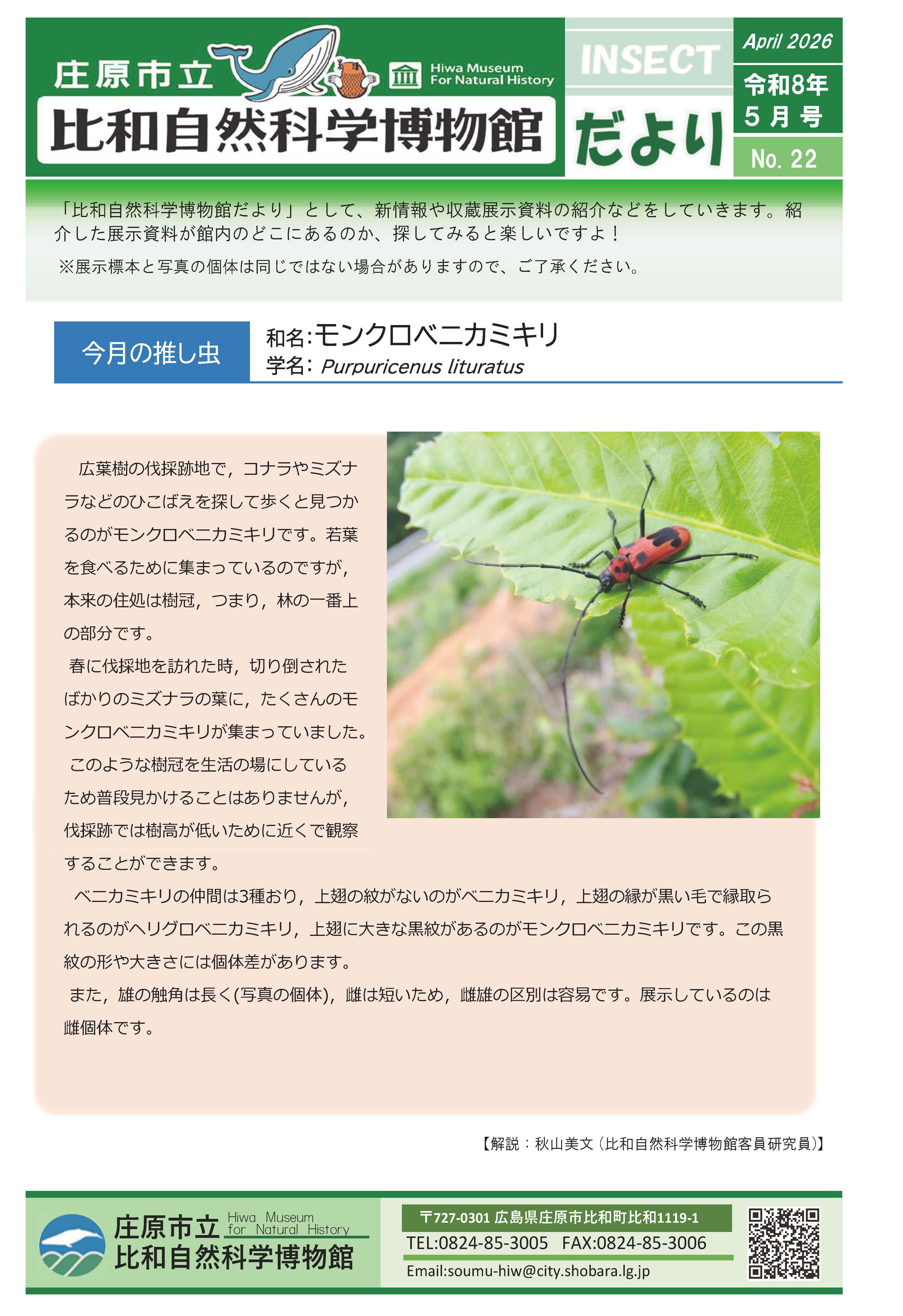 モンクロベニカミキリ.jpg