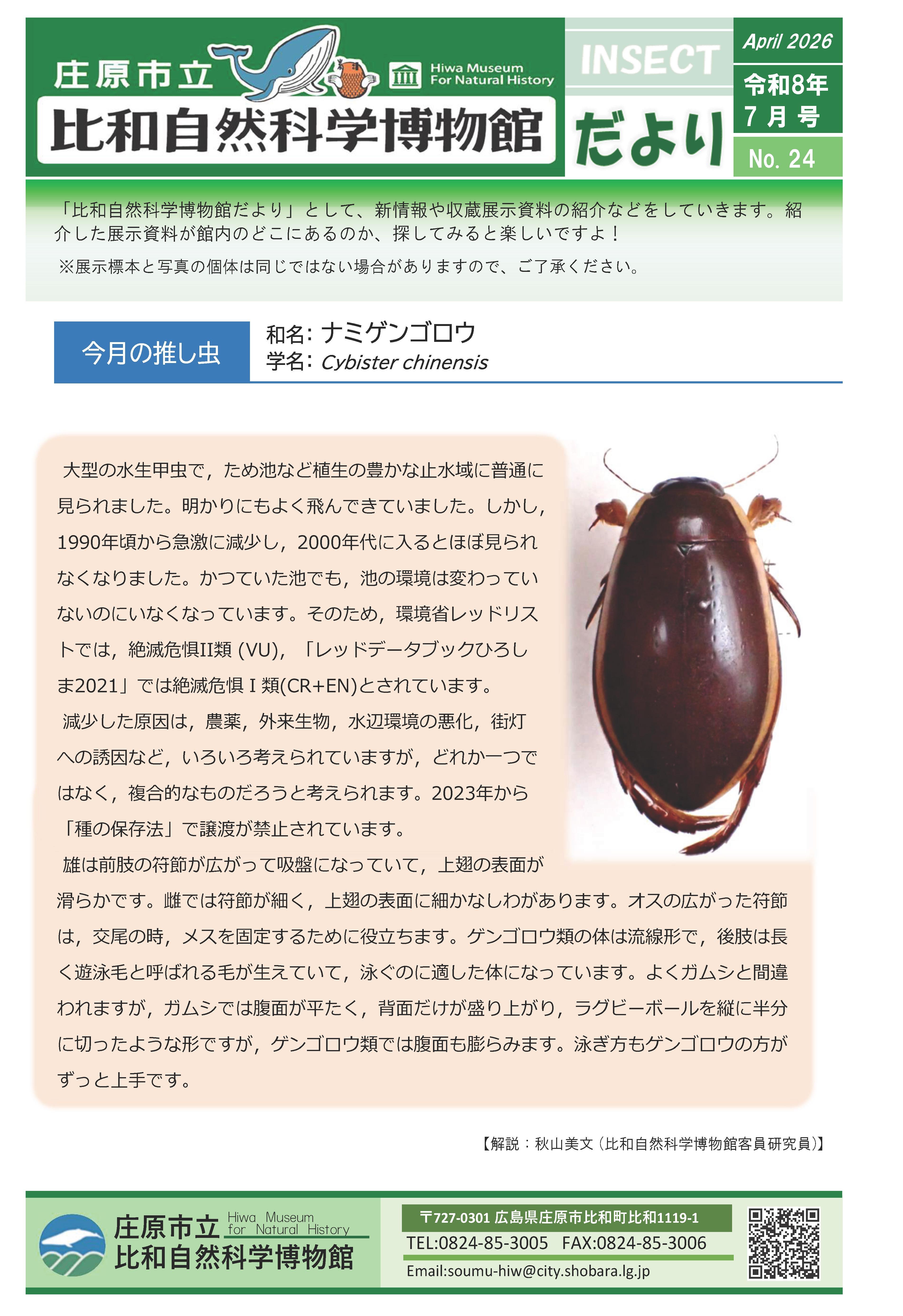 ナミゲンゴロウ.jpg