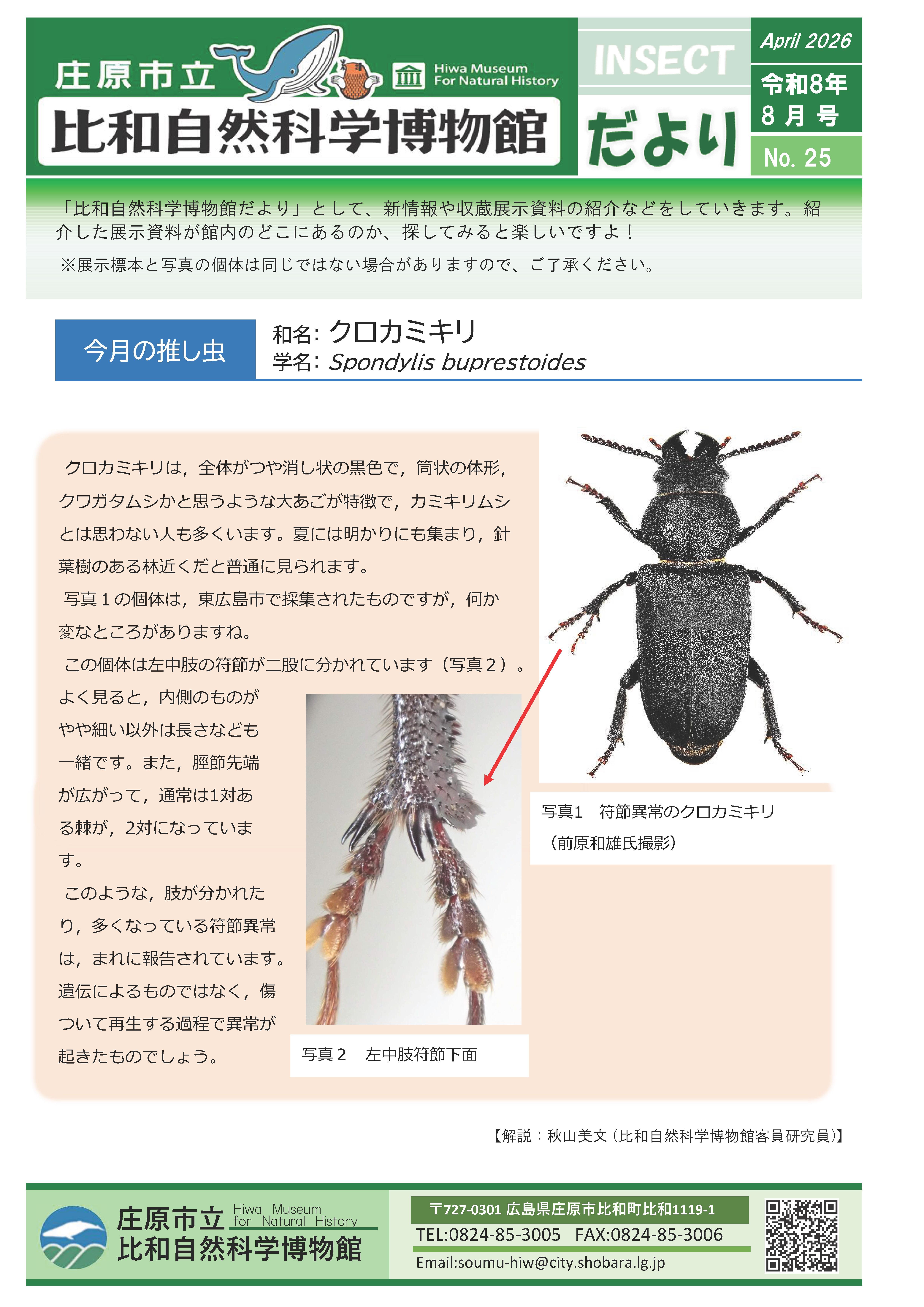 クロカミキリ.jpg